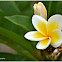 Plumeria sp