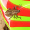 Curculionidae