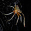 Tree Stump Longtail Spider