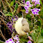 Variable sunbird, female