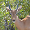 Springbok [Antidorcas marsupialis]