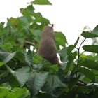 Fox squirrel