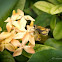 Dart, Skipper Butterfly