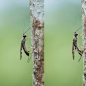 Parasitoid wasp - Depositing eggs