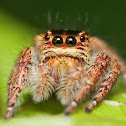 Jumping Spider