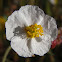 Romerina (romero macho)