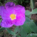 Estepa blanca