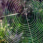 Spiderweb of Orb Weaver