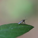 Damsel Bug