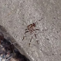 Unknown spotting