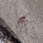 Unknown spotting