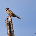 Eurasian Tree Sparrow