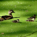 Wood Duck