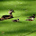 Female Birds of the North East