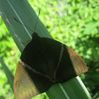 Cane Borer Moth