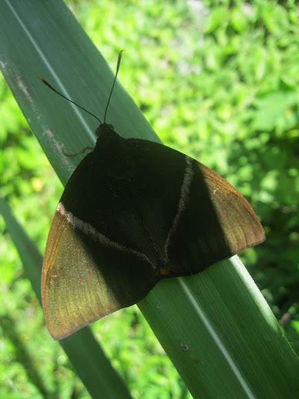 Spotting Image 1