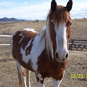 Quarter Horses