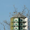 Tree Swallow