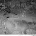 White Tailed Deer