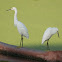 Snowy Egret