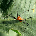 Assassin bug nymph