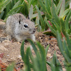 (Young) California Ground Squirrel