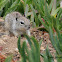 (Young) California Ground Squirrel