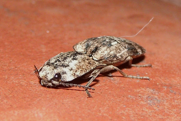 Spotting Image 1