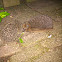 2 hedgehogs