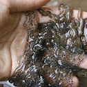 Fowler's Toad Eggs