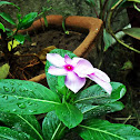 Rose Periwinkle