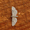 zwartvlekdwergspanner (Eupithecia centaureata)
