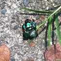 Dung Beetle