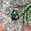 Dung Beetle