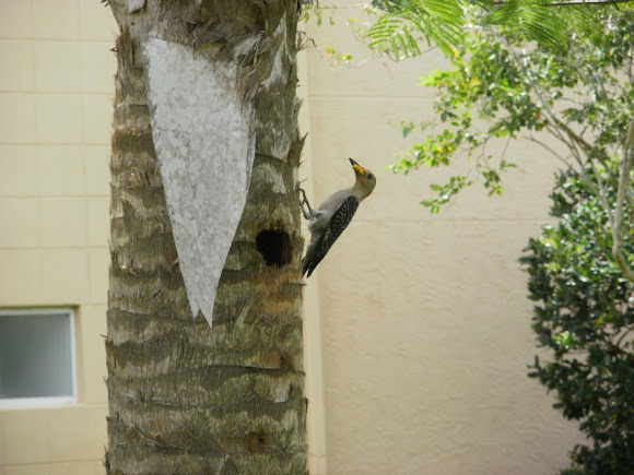Spotting Image 1