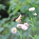Eastern Tiger Swallowtail