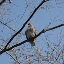 Red tail Hawk