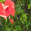 Cucarda o Rosa de China