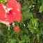 Cucarda o Rosa de China