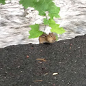Chipmunk