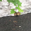 Chipmunk