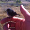 Bushtit
