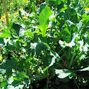 Collard greens
