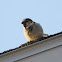 house sparrow