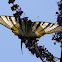 koningspage (Iphiclides podalirius)