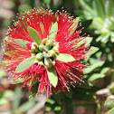 ʻōhiʻa lehua