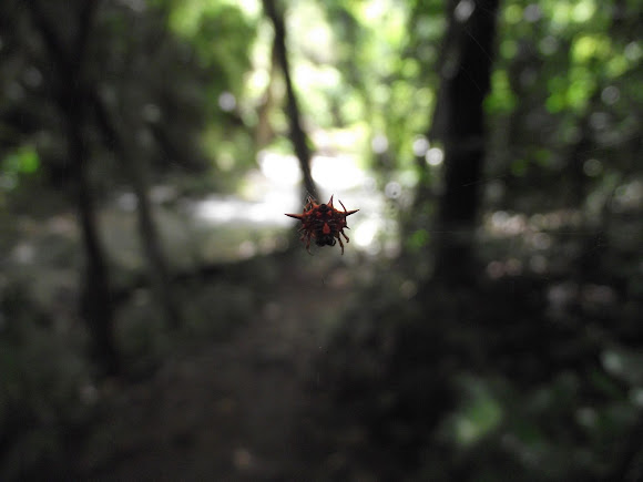 Spotting Image 1