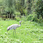 Eurasian Crane
