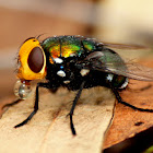 Snail Parasite Blowfly