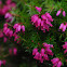Heather